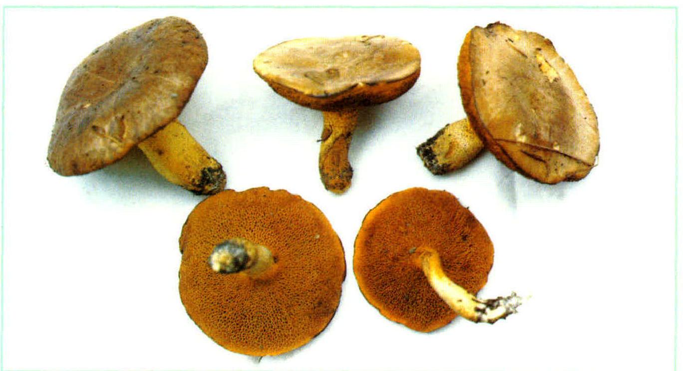 Suillus granulatus(L.:Fr.) Kuntze